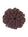 7 Mukhi Plain Rudraksha