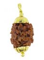 2 Mukhi Rudrakasha (Golden Cap)