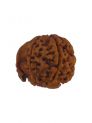 Ganesh Rudraksha With Out Cap