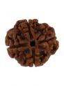 4 Mukhi Plain Rudraksha