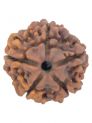 5 Mukhi Rudraksh  Without Cap