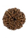 6 Mukhi Plain Rudraksha