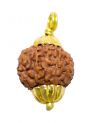 8 Mukhi Java (Golden Cap)