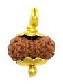 12 Mukhi Java (Golden Cap)