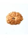 14 Mukhi Rudaksha W/O Cap (Java Beads)