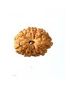 11 Mukhi Rudraksh W/O Cap 