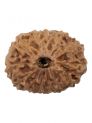 13 Mukhi Rudraksh W/O Cap 