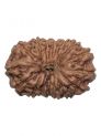 16 Mukhi Rudraksh W/O Cap 