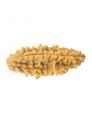 1 Mukhi Rudraksha W/O Cap