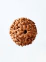 8 Mukhi Rudraksha W/O Cap