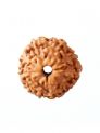 12 Mukhi Rudraksha W/O Cap