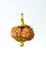 15 Mukhi Rudraksha