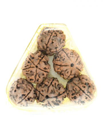 Rudraksha Water Beads