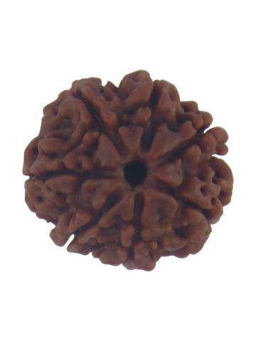 7 Mukhi Plain Rudraksha