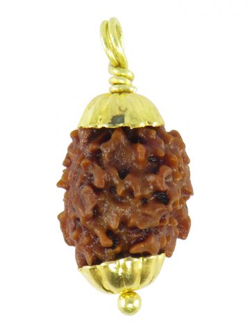 2 Mukhi Rudrakasha (Golden Cap)