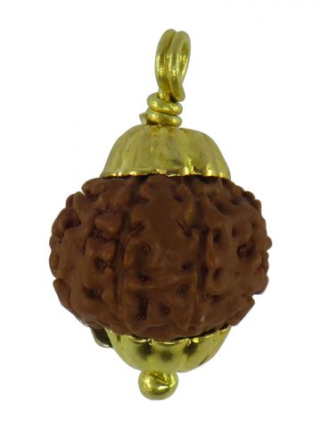 7 Mukhi Rudrakasha Java Wth Cap