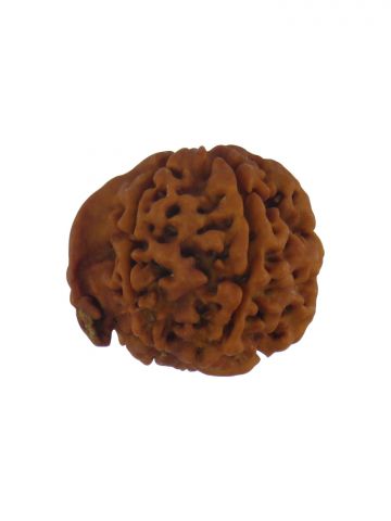 Ganesh Rudraksha With Out Cap