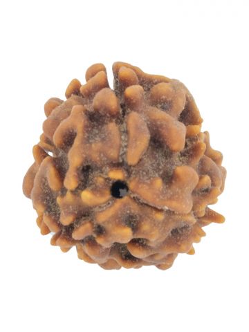 3 Mukhi South Rudraksha Without Cap