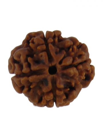 4 Mukhi Plain Rudraksha