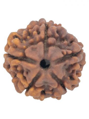 5 Mukhi Rudraksh  Without Cap