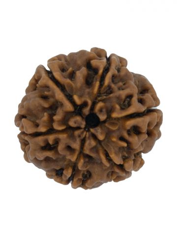 6 Mukhi Plain Rudraksha