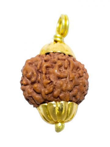 8 Mukhi Java (Golden Cap)