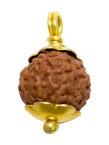 11 Mukhi Java (Golden Cap)
