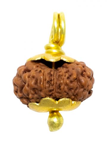12 Mukhi Java (Golden Cap)