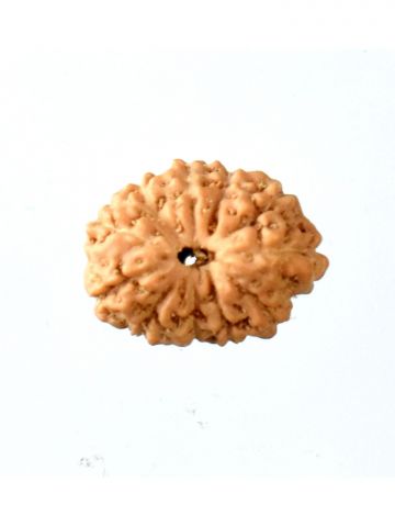 14 Mukhi Rudaksha W/O Cap (Java Beads)