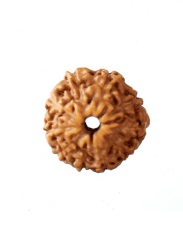 10 Mukhi Rudraksh W/O Cap 
