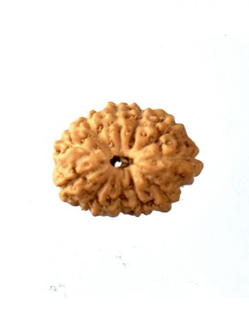 11 Mukhi Rudraksh W/O Cap 