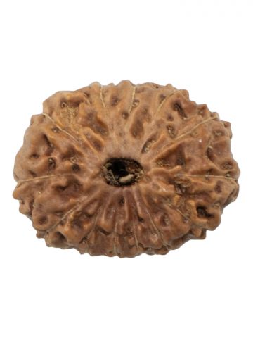 13 Mukhi Rudraksh W/O Cap 