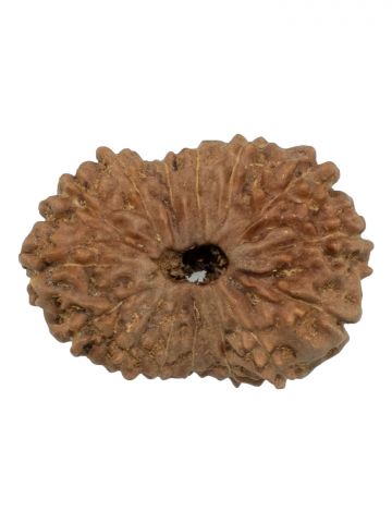 15 Mukhi Rudraksh W/O Cap 