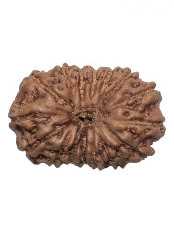 16 Mukhi Rudraksh W/O Cap 
