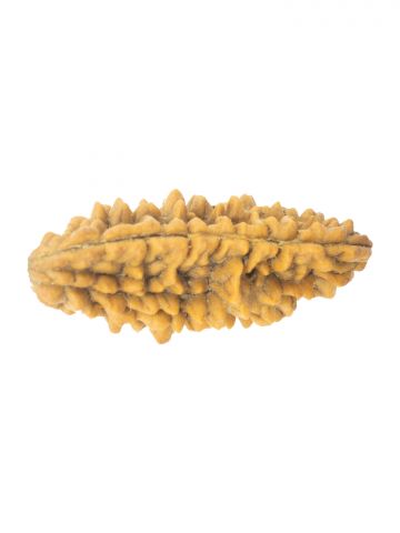 1 Mukhi Rudraksha W/O Cap