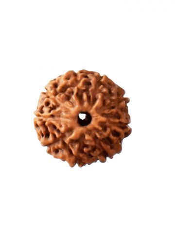 9 Mukhi Rudraksha W/O Cap