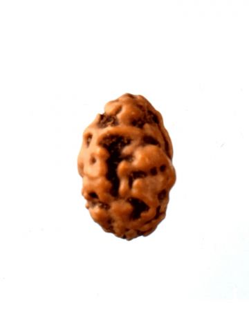 2 Mukhi Rudraksha W/O Cap