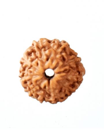 12 Mukhi Rudraksha W/O Cap