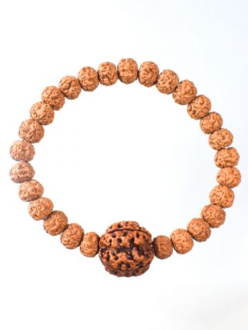 6 Mukhi Rudraksha